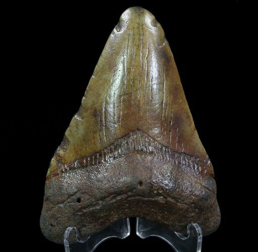 Fossil Megalodon Tooth - Georgia #65744